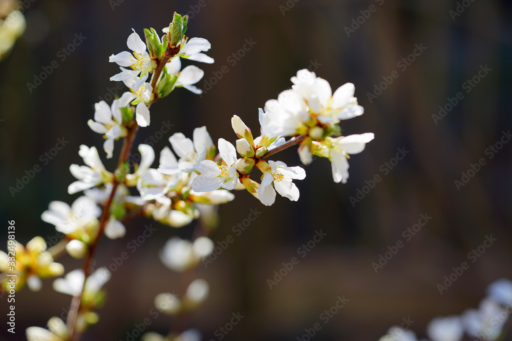 White flowers of Bush Cherry (Prunus Japonica) White flowers of Bush Cherry (Prunus Japonica)