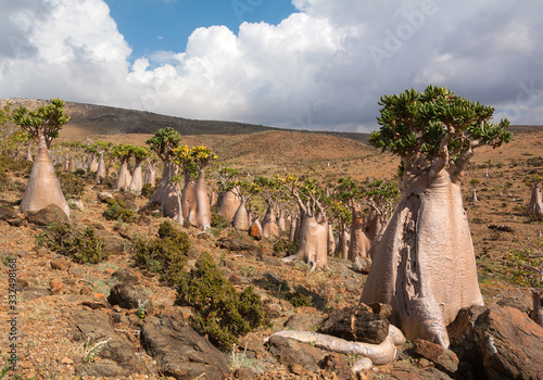 Bottle trees of the Moomin plateau. Socotra Island