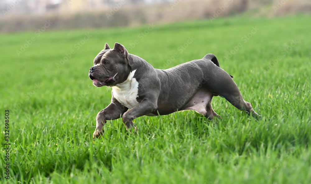 american bull dog