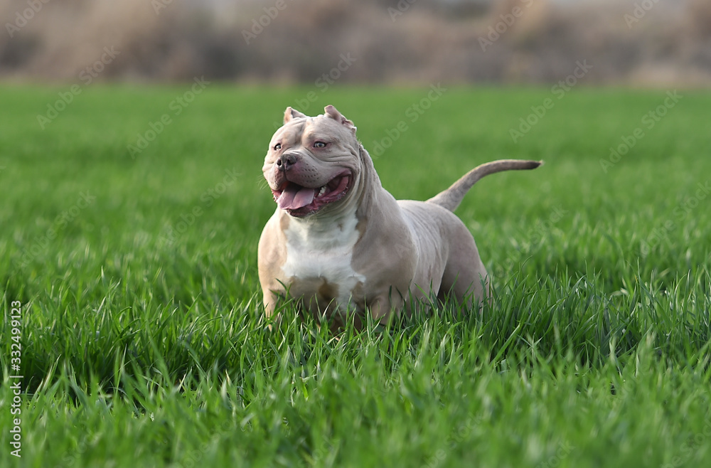 a bully dog in the green field a bully dog in the green field