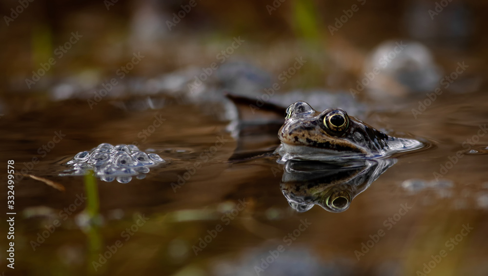 common frog common frog