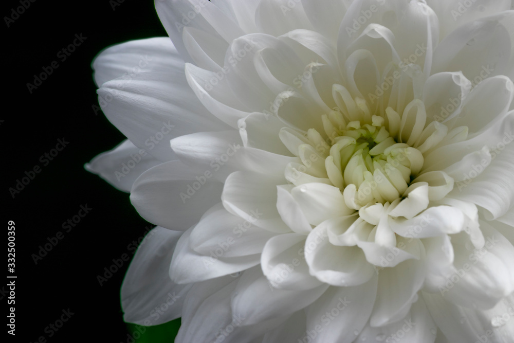 Close-up beautiful chrysanthemum flower on a black background close-up. Background for design and lettering.