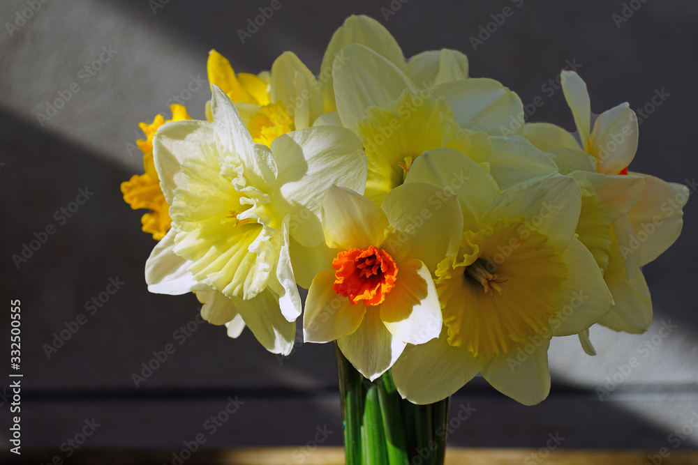Bouquet of colorful yellow, orange and white daffodil flowers in a vase