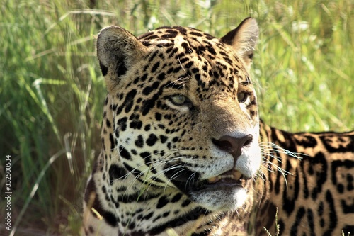 3-	Beautiful male jaguar (Panthera onca) resting on the grass