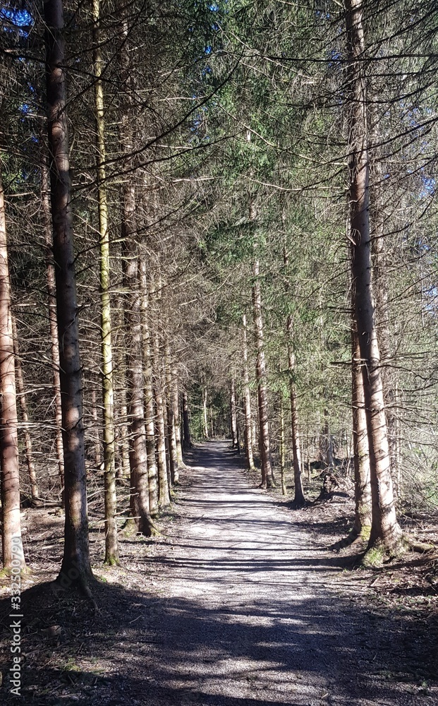 Fototapeta premium Waldsparziergang