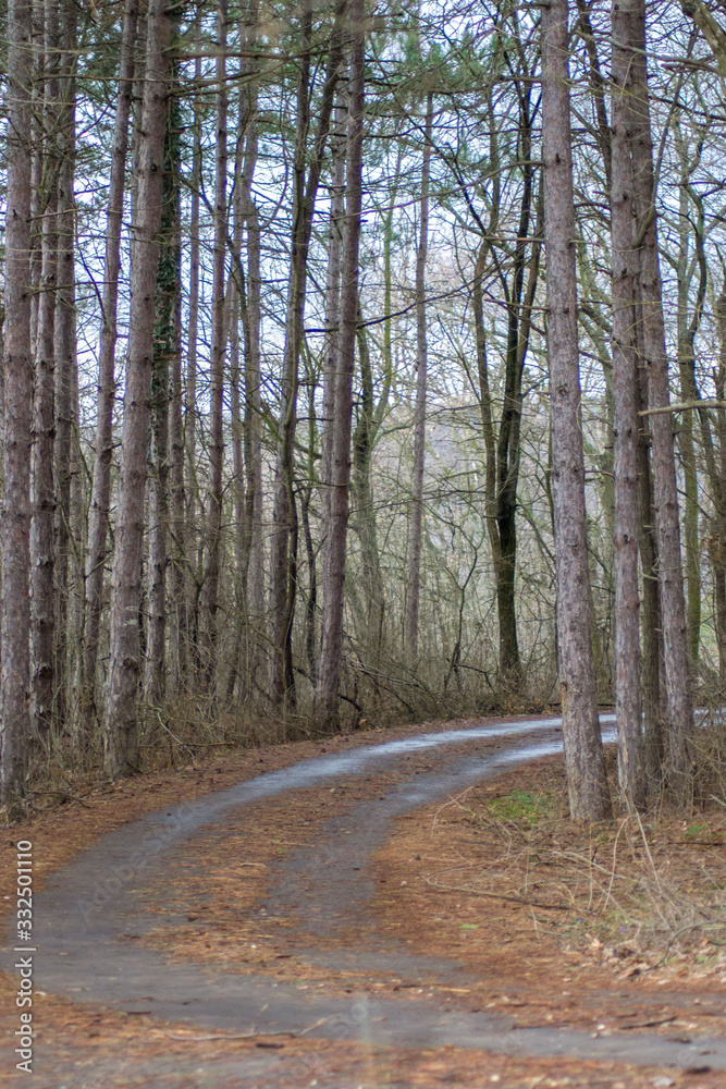 Fototapeta premium Beautiful season in the forest, mountain path, road with trees, autumn leaves