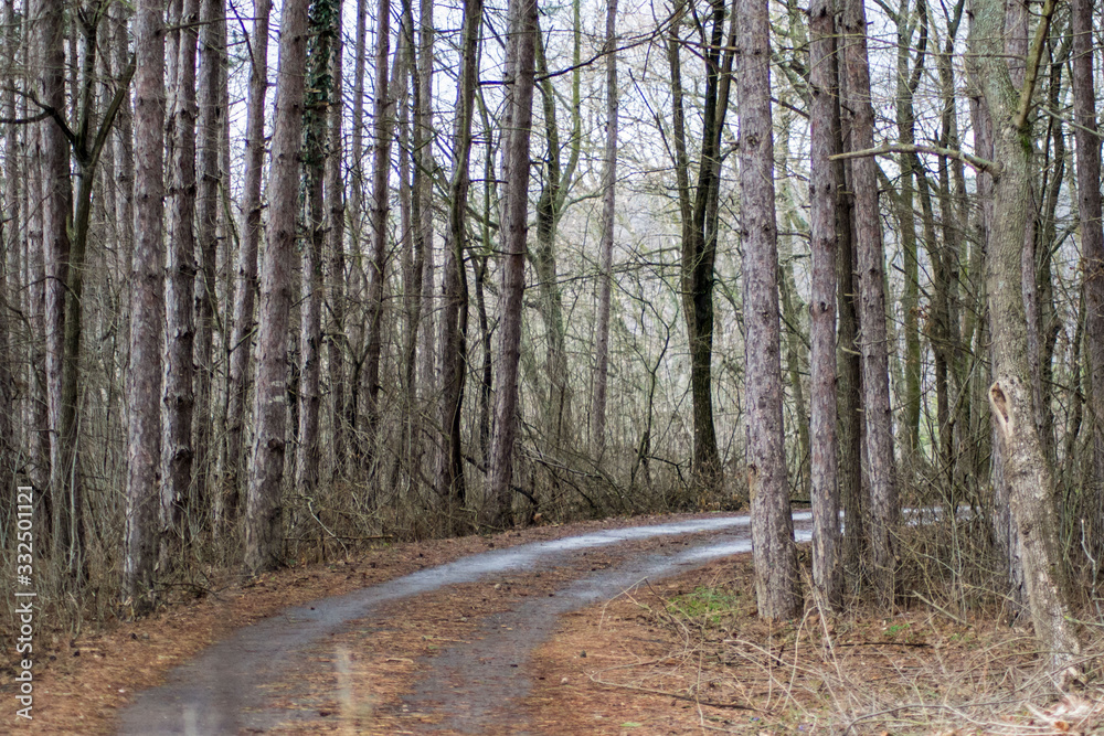 Beautiful season in the forest, mountain path, road with trees, autumn leaves