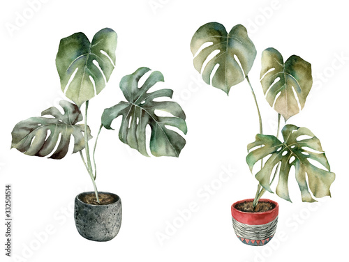 Obraz na płótnie Watercolor home gardening set with tropical monstera. Hand painted exotic plants with pots isolated on white background. Floral illustration for design, print, fabric or background.