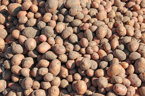 Pile of potatoes stored in cellar. Agricultural products