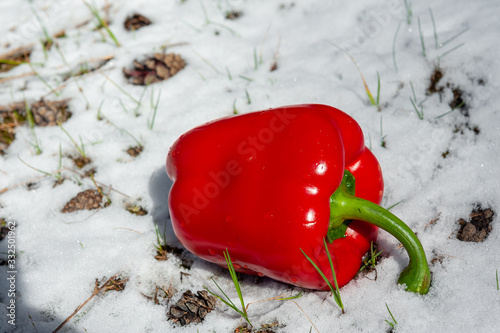 whole red bell pepper in white snow