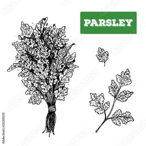 Parsley hand drawn vector illustration. Isolated sketch of parsley. Engraved illustration. Bunch of parsley. Black and white.