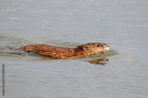 Muskrat ondatra zibethicus swimming in pond water. Cute brown rodent animal in wildlife. © Anton Mir-Mar