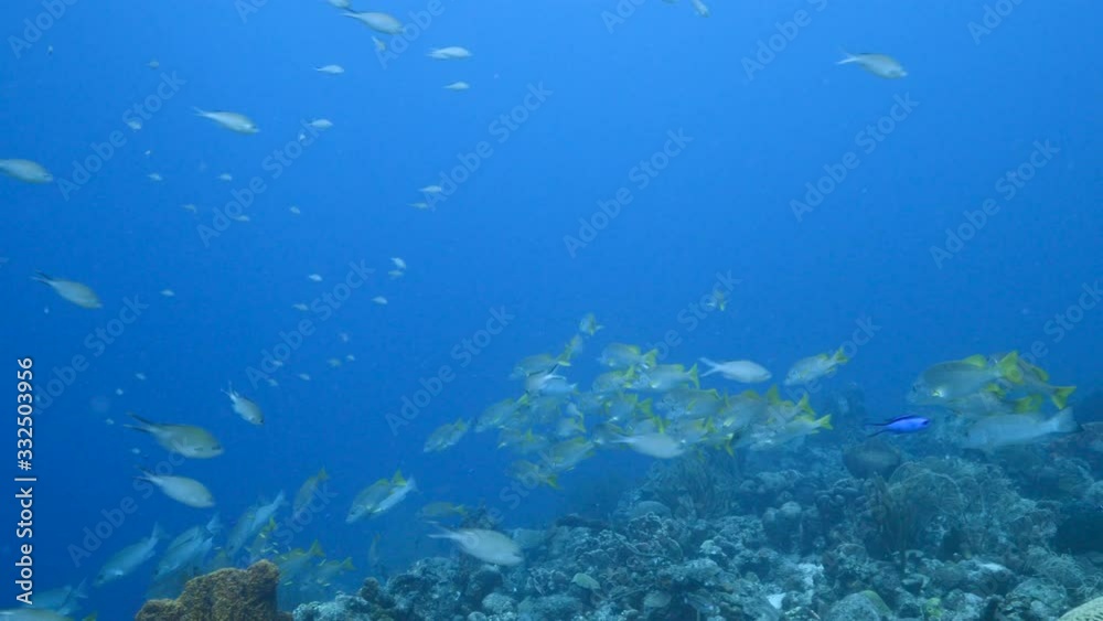 School of Schoolmaster Snapper in turquoise water of coral reef in Caribbean Sea / Curacao School of Schoolmaster Snapper in turquoise water of coral reef in Caribbean Sea / Curacao