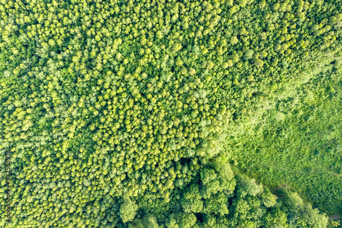 Top down aerial view of green summer forest with many fresh trees.