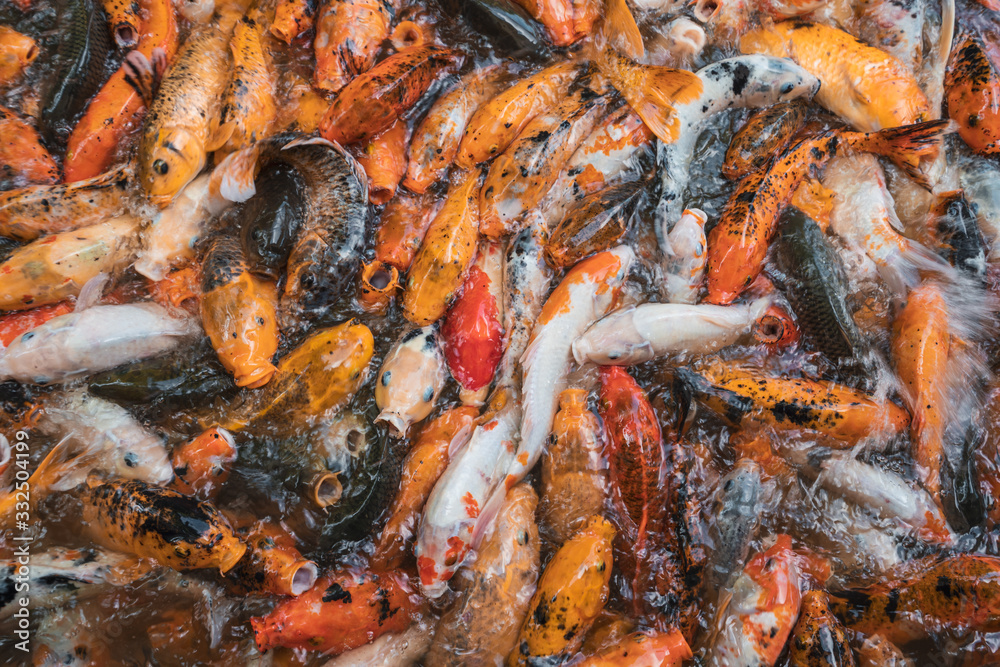 Heap of fish in water feeding with hunger Heap of fish in water feeding with hunger