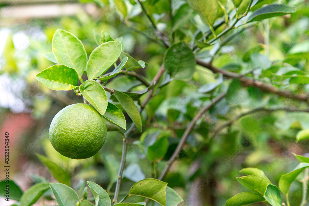 green lemon lime on tree green lemon lime on tree