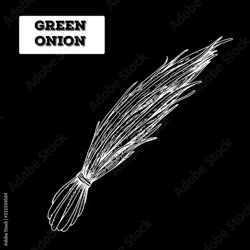 Green onion hand drawn vector illustration. Isolated sketch of chives. Engraved illustration. Bunch of onion. Black and white.