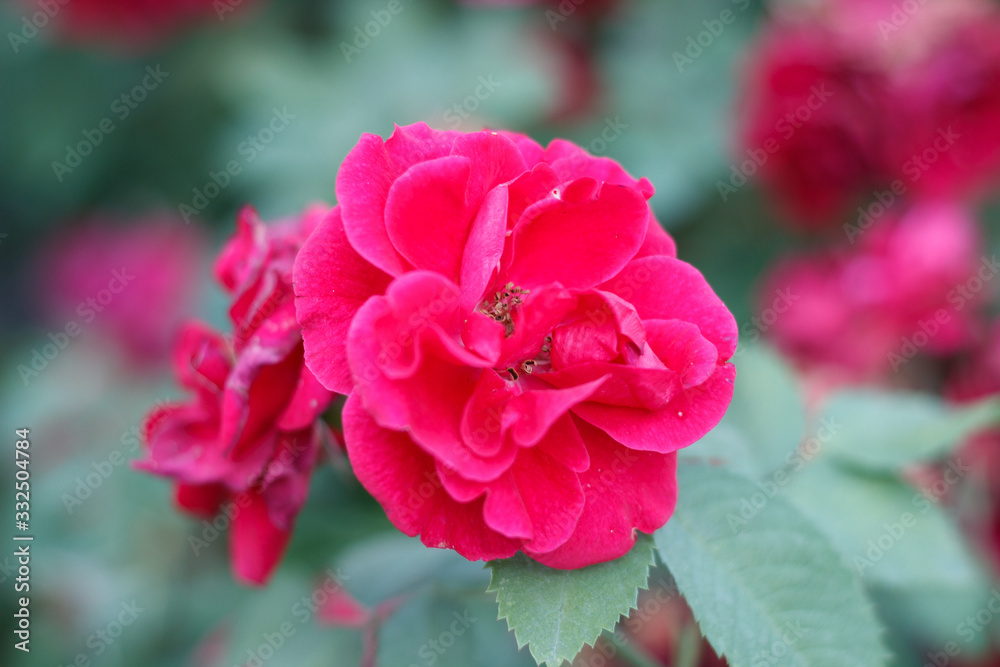 Pink flower on the green branch blooming in the gardern. Blomming bush. Blooming shrub. Close up photo of bright pink blooming flower. .Macro. Gentle red petal in spring season. Seasonal bloom. Pink flower on the green branch blooming in the gardern. Blomming bush. Blooming shrub. Close up photo of bright pink blooming flower. .Macro. Gentle red petal in spring season. Seasonal bloom.