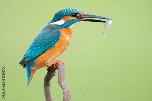 Colorful Kingfisher with long black beak