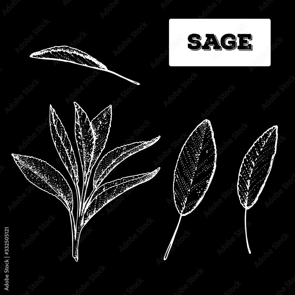Sage hand drawn vector illustration. Isolated sketch of sage leaves