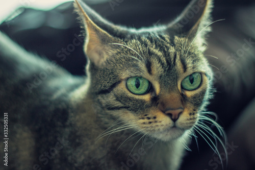 Fotografía Cat Album 01
