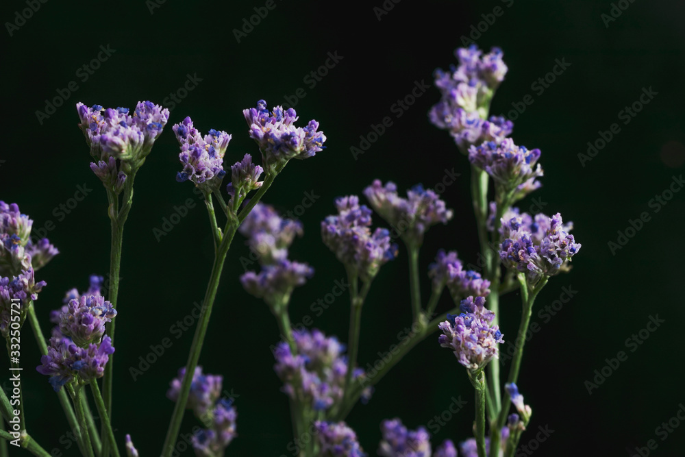 Obraz premium Branch of Limonium Safora on a black background in the bright light of a studio lamp. Decorative element for composing a bouquet.