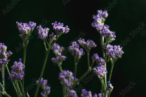 Branch of Limonium Safora on a black background in the bright light of a studio lamp. Decorative element for composing a bouquet.