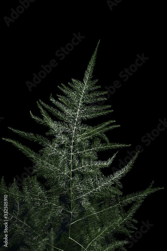 Asparagus branch on a black background in the bright light of a studio lamp. Decorative element for composing a bouquet.