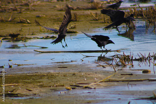 birds in flight over the rippling waters of Lake Elsinore with tall grass in the city of Lake Elsinore California USA	 photo