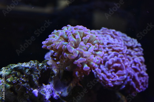 Corales de arrecife
