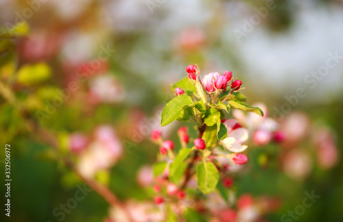Spring blooming flower of fruit trees in garden, awakening and beauty of nature