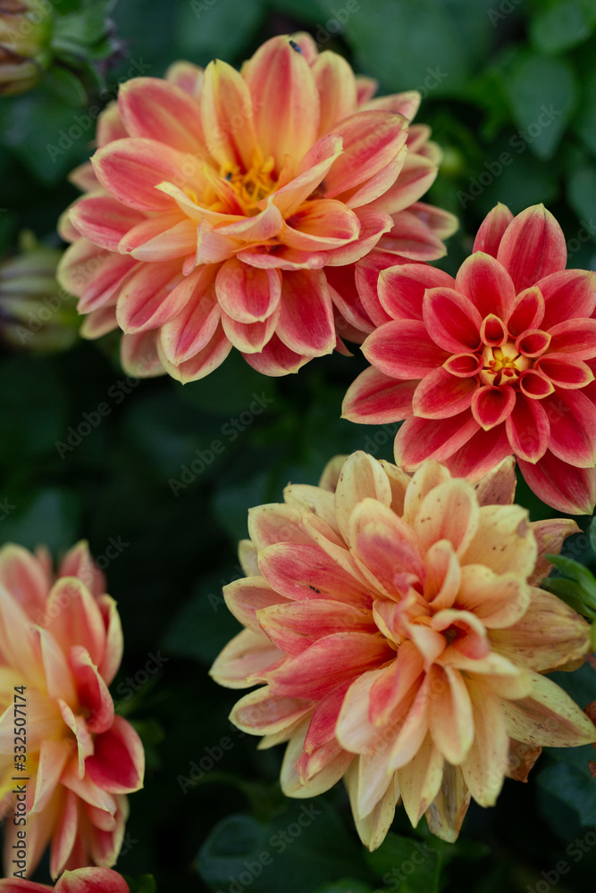More pink and yellow flowers More pink and yellow flowers