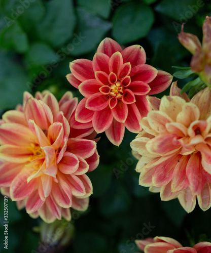 Pink and yellow flowers