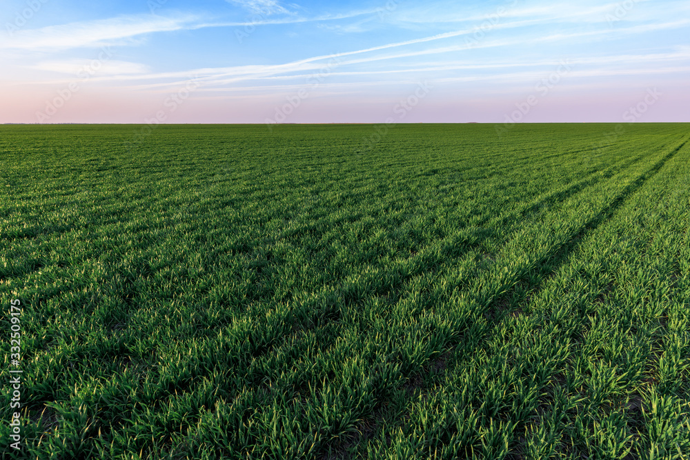 Cultivated wheatgrass field