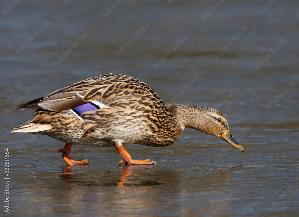 mallard mallard