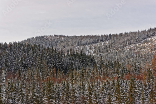 Forest in Kasprowy Wierch in Zakopane in Tatra Mounts in winter