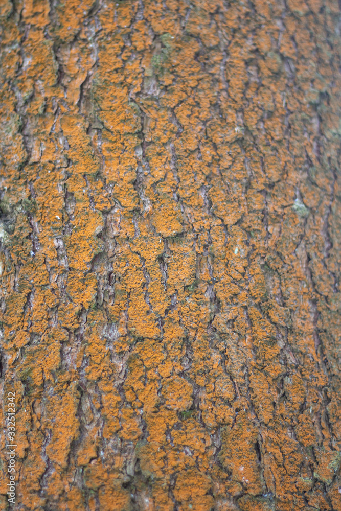 Texture of tree bark. Texture of tree bark.