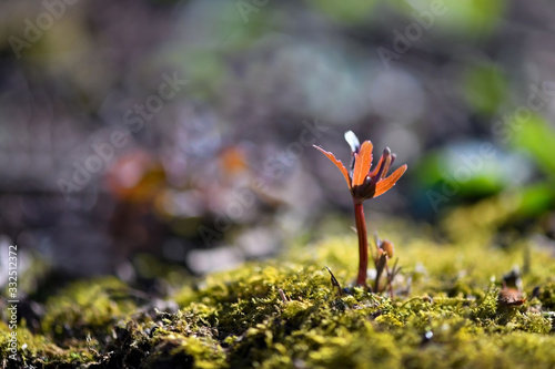 Macro photo of a plant on bokeh background
