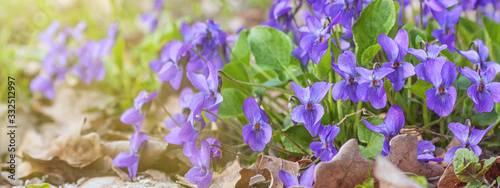 Violet violets (Viola odorata) flowers bloom in the spring forest, closeup, panorama, banner
