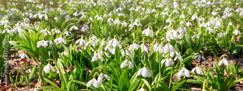 Galanthus nivalis or common snowdrop - glade with blooming white flowers in early spring in the forest  panorama  banner