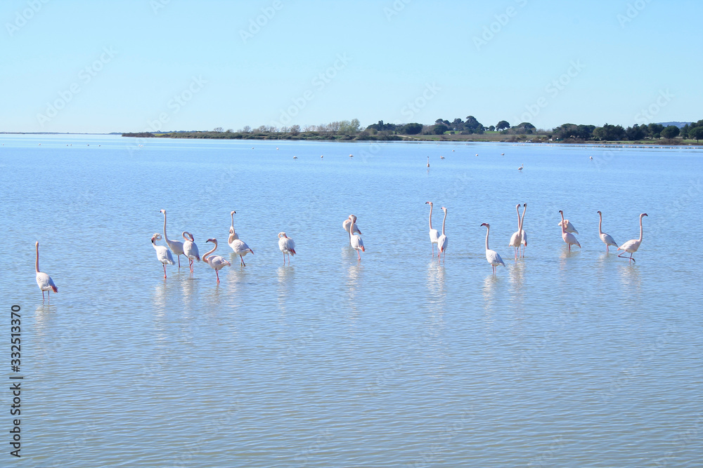 Fototapeta premium Pink flaming in Villeneuve les Maguelone, a seaside resort in the south of Montpellier, Herault, France