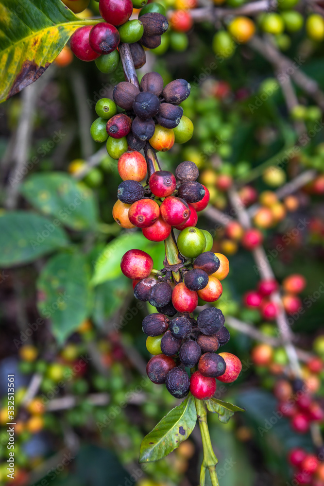 Coffee Beans on Trees. Close up of colorful coffee beans on the tree. Only the deep reds are ready to picked up by hand. Photo taken in a Farm located in Guatemala..