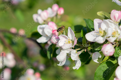 Flying bee. Honey bee pollinating apple blossom. The Apple tree blooms. honey bee collects nectar on the flowers apple trees. Bee sitting on an apple blossom. Spring flowers