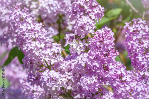 Pink Blooming Lilac Flowers