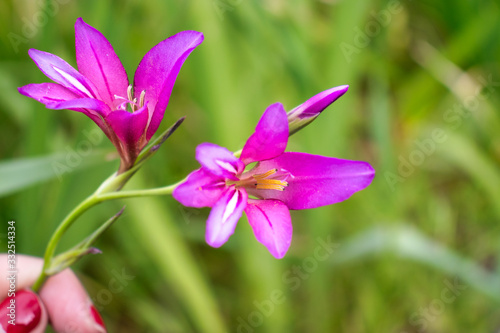 Pink flower ladies -slipper in green grass