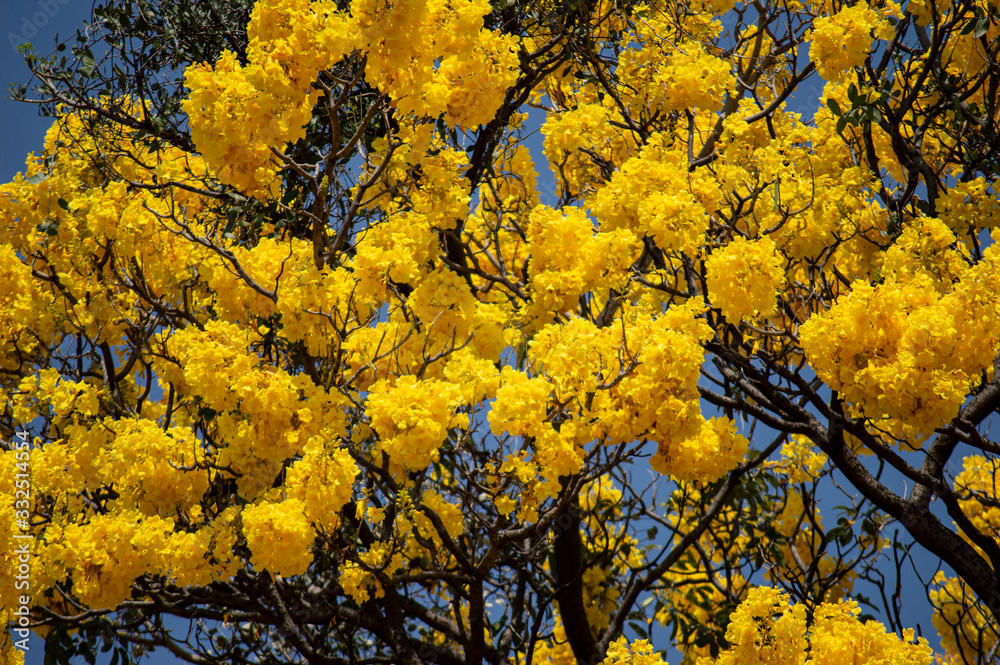 Primavera Primavera
