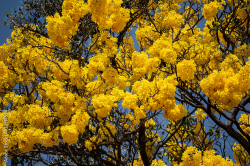 Primavera