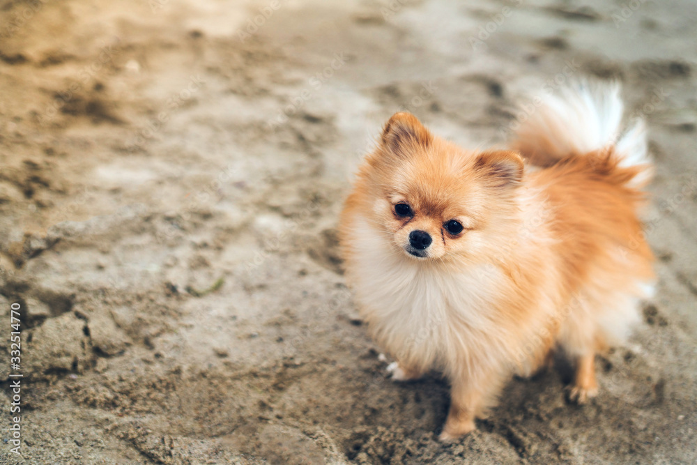 small dog Spitz on the seaside on the sand