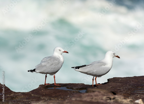 Seagull on the beach © Gary