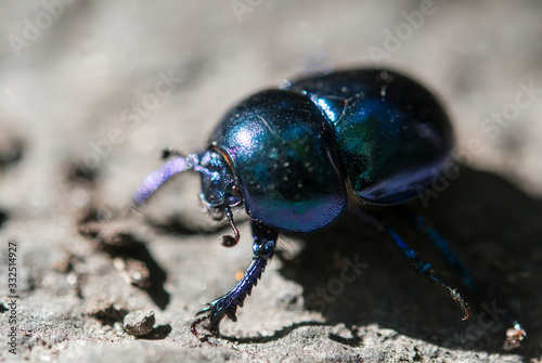Closeup of a Beetle